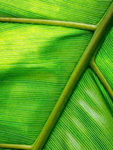 Preview wallpaper leaf, macro, green, stripes