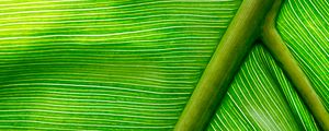 Preview wallpaper leaf, macro, green, stripes