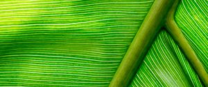 Preview wallpaper leaf, macro, green, stripes