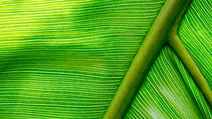 Preview wallpaper leaf, macro, green, stripes