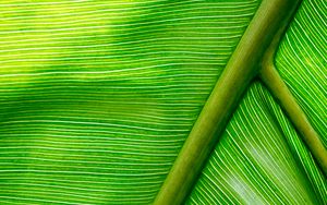 Preview wallpaper leaf, macro, green, stripes