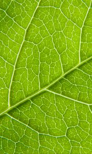 Preview wallpaper leaf, macro, green, cranny