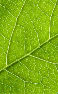Preview wallpaper leaf, macro, green, cranny