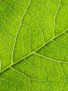 Preview wallpaper leaf, macro, green, cranny