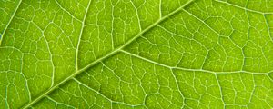 Preview wallpaper leaf, macro, green, cranny