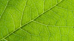 Preview wallpaper leaf, macro, green, cranny