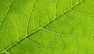 Preview wallpaper leaf, macro, green, cranny