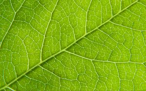 Preview wallpaper leaf, macro, green, cranny