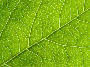 Preview wallpaper leaf, macro, green, cranny