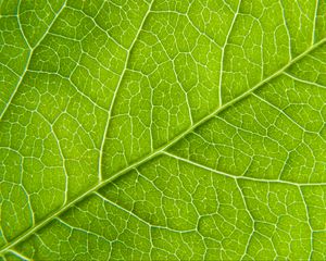 Preview wallpaper leaf, macro, green, cranny