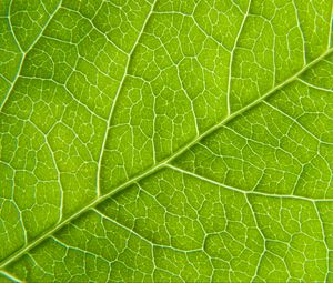 Preview wallpaper leaf, macro, green, cranny