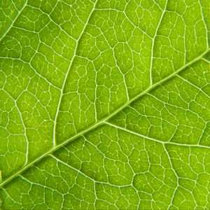 Preview wallpaper leaf, macro, green, cranny