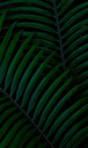 Preview wallpaper leaf, macro, green, dark