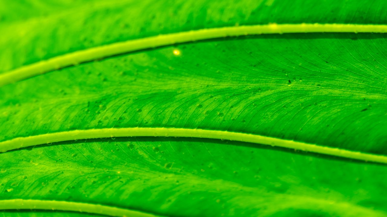 Wallpaper leaf, macro, green, bright