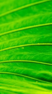 Preview wallpaper leaf, macro, green, bright