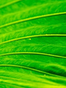 Preview wallpaper leaf, macro, green, bright