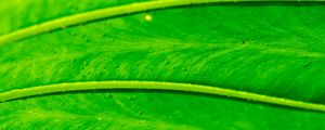 Preview wallpaper leaf, macro, green, bright