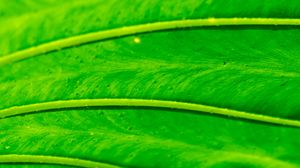 Preview wallpaper leaf, macro, green, bright
