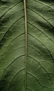 Preview wallpaper leaf, macro, green, stem