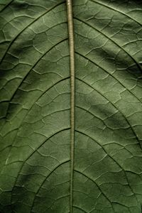 Preview wallpaper leaf, macro, green, stem