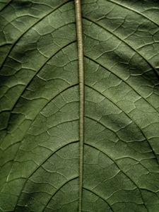 Preview wallpaper leaf, macro, green, stem