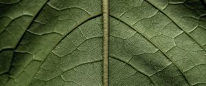 Preview wallpaper leaf, macro, green, stem