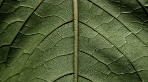 Preview wallpaper leaf, macro, green, stem