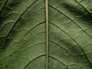 Preview wallpaper leaf, macro, green, stem