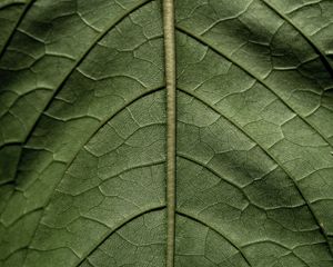 Preview wallpaper leaf, macro, green, stem