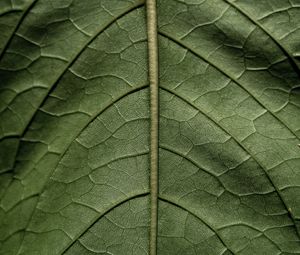 Preview wallpaper leaf, macro, green, stem