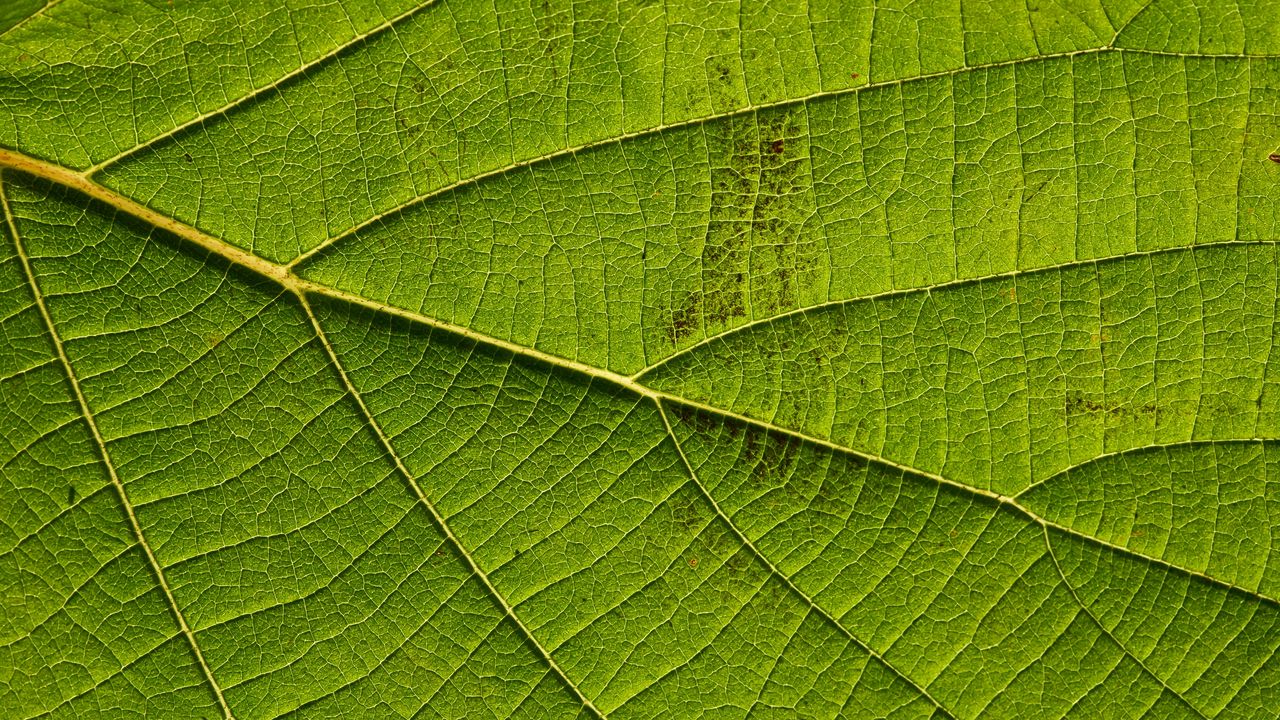 Wallpaper leaf, macro, green, veins