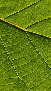 Preview wallpaper leaf, macro, green, veins