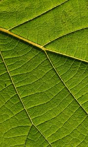 Preview wallpaper leaf, macro, green, veins