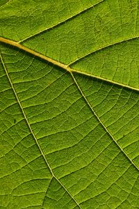 Preview wallpaper leaf, macro, green, veins