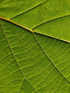Preview wallpaper leaf, macro, green, veins