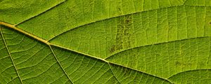 Preview wallpaper leaf, macro, green, veins