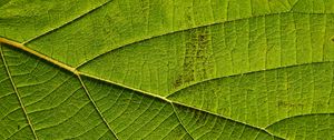 Preview wallpaper leaf, macro, green, veins