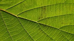 Preview wallpaper leaf, macro, green, veins