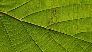 Preview wallpaper leaf, macro, green, veins