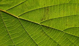 Preview wallpaper leaf, macro, green, veins