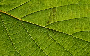 Preview wallpaper leaf, macro, green, veins