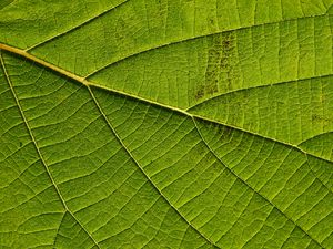 Preview wallpaper leaf, macro, green, veins
