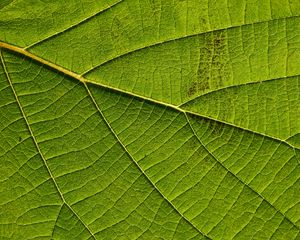 Preview wallpaper leaf, macro, green, veins