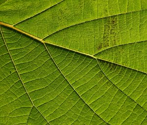 Preview wallpaper leaf, macro, green, veins