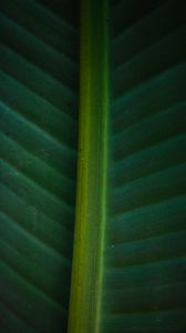 Preview wallpaper leaf, macro, green, veins, stripes