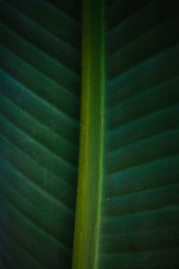 Preview wallpaper leaf, macro, green, veins, stripes