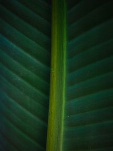 Preview wallpaper leaf, macro, green, veins, stripes