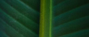 Preview wallpaper leaf, macro, green, veins, stripes
