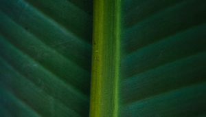 Preview wallpaper leaf, macro, green, veins, stripes