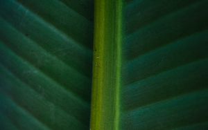 Preview wallpaper leaf, macro, green, veins, stripes